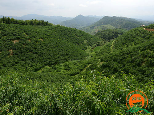 黔陽瞐大崇鄉黃桃產業園4